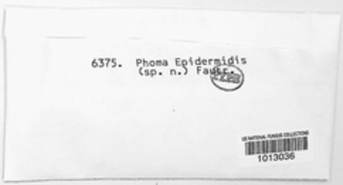 Phoma epidermidis image